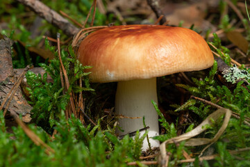 Russula xerampelina, also known as the crab brittlegill or the shrimp mushroom in forest