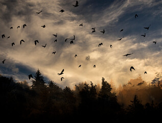 silhouette of forest against white sky - foggy dark forest