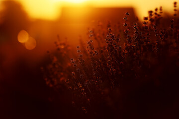 close up of bushes lavender blooming scented fields on sunset. lavender purple aromatic flowers at lavender fields of the French Provence near Paris.