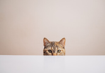 A domestic ginger cat sits at the kitchen table and waits for the time to eat. - 525315110