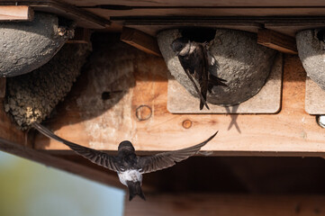 Delichon urbicum - Northern House-Martin - Hirondelle de fenêtre © Thomas