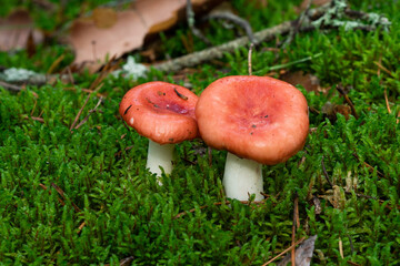 Russula xerampelina, also known as the crab brittlegill or the shrimp mushroom in forest