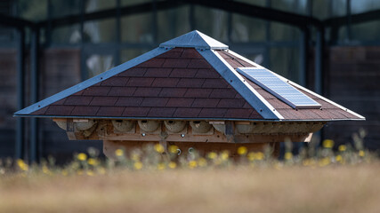 Delichon urbicum - Northern House-Martin - Hirondelle de fenêtre © Thomas