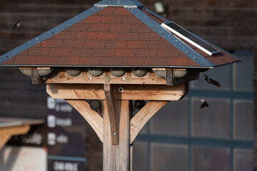 Delichon urbicum - Northern House-Martin - Hirondelle de fenêtre