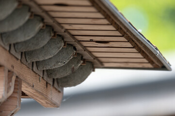 Delichon urbicum - Northern House-Martin - Hirondelle de fenêtre © Thomas