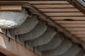 Delichon urbicum - Northern House-Martin - Hirondelle de fenêtre © Thomas