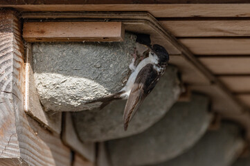 Delichon urbicum - Northern House-Martin - Hirondelle de fenêtre © Thomas