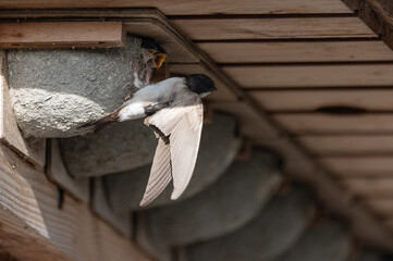 Delichon urbicum - Northern House-Martin - Hirondelle de fenêtre © Thomas
