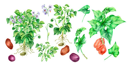 Set of green potato bush watercolor illustration on white background.