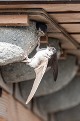 Delichon urbicum - Northern House-Martin - Hirondelle de fenêtre © Thomas