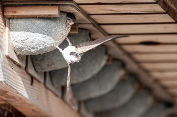 Delichon urbicum - Northern House-Martin - Hirondelle de fenêtre © Thomas