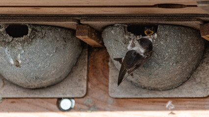 Delichon urbicum - Northern House-Martin - Hirondelle de fenêtre © Thomas