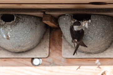 Delichon urbicum - Northern House-Martin - Hirondelle de fenêtre © Thomas