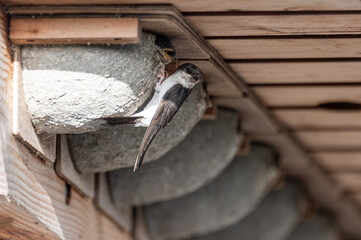 Delichon urbicum - Northern House-Martin - Hirondelle de fenêtre © Thomas