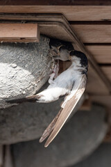 Delichon urbicum - Northern House-Martin - Hirondelle de fenêtre © Thomas