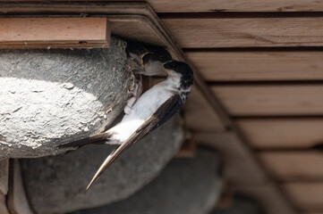 Delichon urbicum - Northern House-Martin - Hirondelle de fenêtre © Thomas