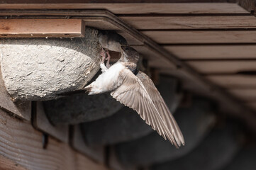 Delichon urbicum - Northern House-Martin - Hirondelle de fenêtre © Thomas