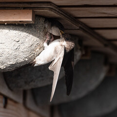 Delichon urbicum - Northern House-Martin - Hirondelle de fenêtre © Thomas
