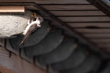 Delichon urbicum - Northern House-Martin - Hirondelle de fenêtre © Thomas