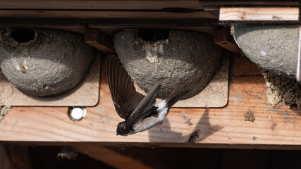Delichon urbicum - Northern House-Martin - Hirondelle de fenêtre