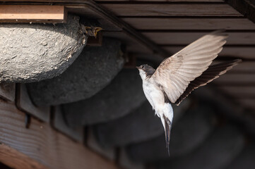 Delichon urbicum - Northern House-Martin - Hirondelle de fenêtre © Thomas