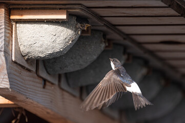 Delichon urbicum - Northern House-Martin - Hirondelle de fenêtre © Thomas