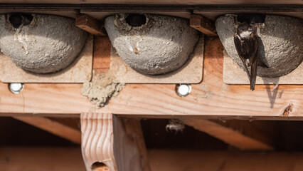 Delichon urbicum - Northern House-Martin - Hirondelle de fenêtre © Thomas