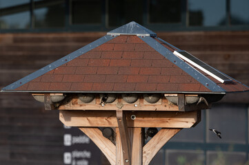 Delichon urbicum - Northern House-Martin - Hirondelle de fenêtre © Thomas