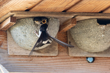Delichon urbicum - Northern House-Martin - Hirondelle de fenêtre © Thomas