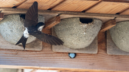 Delichon urbicum - Northern House-Martin - Hirondelle de fenêtre © Thomas