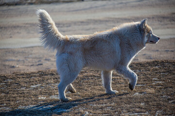 dog, winter, valley, frozen, Baikal