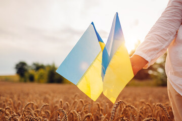 Independence Day of Ukraine. Close up of ukrainian blue and yellow flags in field with wheat. Close up of symbol