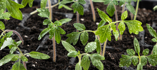 Growing tomatoes from seeds, step by step. Step 8 - watering grown sprouts.