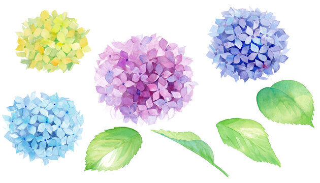 あじさいの水彩イラスト、エレメントのセット（透過背景）