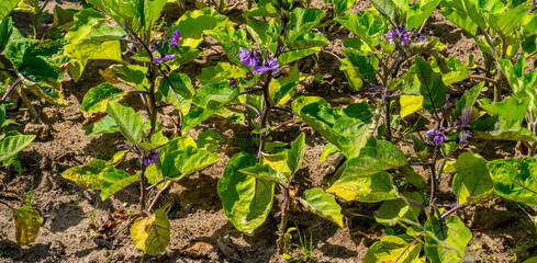 Flowering Eggplants growing in a garden (Solanum melongena) - Solanum esculentum
