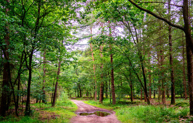 Alley in the forest on the Veluwe, Netherlands
