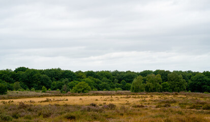 Fototapeta na wymiar Heathland overgrown with grasses on the Veluwe, Netherlands 