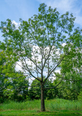 Close up of Ash tree (Fraxinus excelsior)
