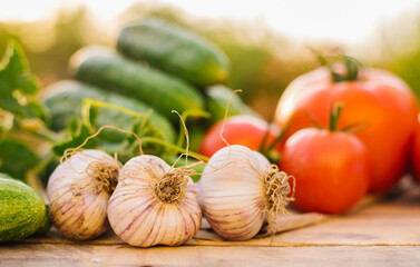 Fresh vegetables on a wooden background. Cucumbers, tomatoes, garlic, dill. Contoured sunlight. Organic farm. Organic vegetables. Summer harvest.