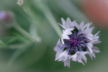 Summer meadow, with focus on a blue and white cornflower, fluttering in breeze 