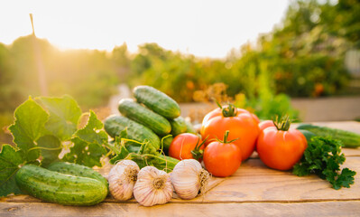 Fresh vegetables on a wooden background. Cucumbers, tomatoes, garlic, dill. Contoured sunlight. Organic farm. Organic vegetables. Summer harvest.