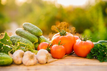 Fresh vegetables on a wooden background. Cucumbers, tomatoes, garlic, dill. Contoured sunlight. Organic farm. Organic vegetables. Summer harvest.