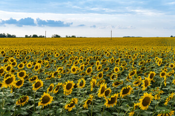 Landscape of endless field of sunflowers with large golden sunflower heads in sunset sunlight. Close-up of sunflower heads. Summer flower landscape, fresh wallpaper and nature concept for background.