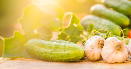 Fresh vegetables on a wooden background. Cucumbers, tomatoes, garlic, dill. Contoured sunlight. Organic farm. Organic vegetables. Summer harvest.