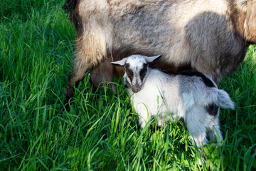 A small black and white child goat near the udder of a mother goat on green grass