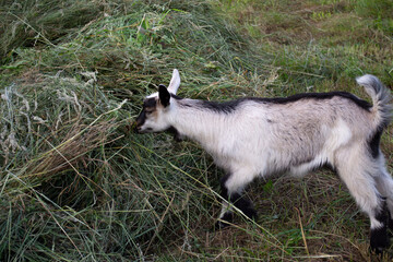 A small white goat with a black muzzle eats hay from a haystack in a clearing in the village