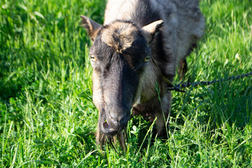 Fototapeta premium Close up of brown and black goat chewing grass and looks ahead on a green pasture
