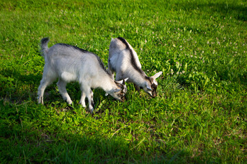 Fototapeta premium Two cute goat children are grazing on a green meadow with small flowers