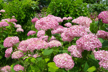 山梨県富士河口湖町　大石公園の風景