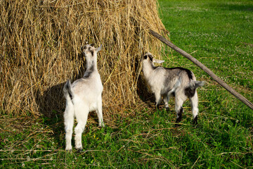 Two goat children eat hay from a folded haystack in a field